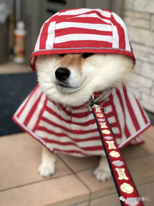 我不想我不想我不想回家这贪玩的柴犬,简直是一行走的表情包