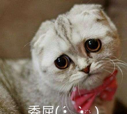 宠物店里,小奶猫费尽心思装委屈推销自己妈妈,你就带我走吧