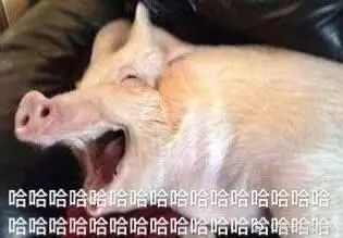 迷你表情包微信迷你猪