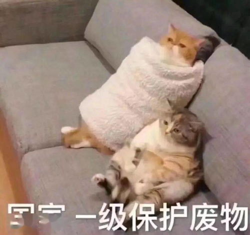 没对象可以,没手机不行说的是不是你