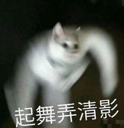 有哪些可爱的猫猫表情包