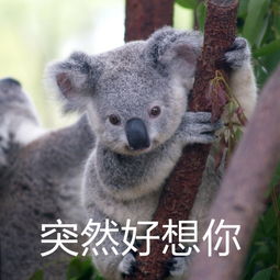 考拉表情包早安定ampamp抱紧你堆糖,美好生活研究所