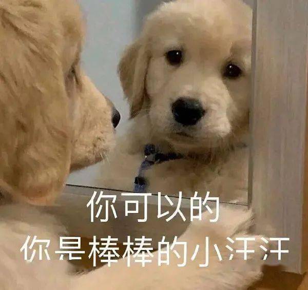 万一被安排隔离,家里猫狗怎么办