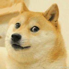 doge是柴犬吗看完柴犬表情包,网友想养狗