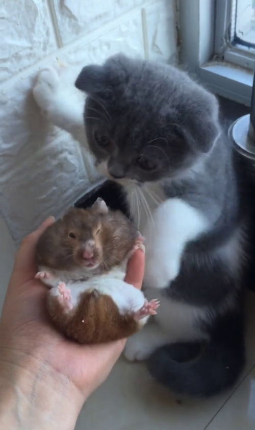 仓鼠被主人捧杀,结果惹怒了醋猫,猫小碧池给我等着