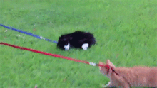喵喵溜奴才猫咪想出门,猫奴们要如何满足它呢