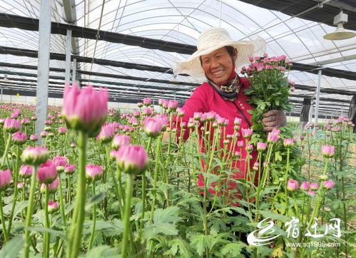 沭阳鲜菊花俏销