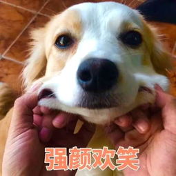 微信零钱表情包狗年