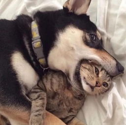 为什么我们学猫叫时,猫咪也会回应你宠物专家说出了大实话