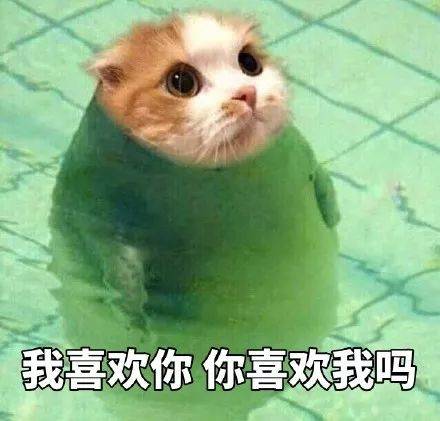 猫咪表情包我等的喵在多远的未来养猫