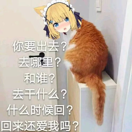 花园猫饲养周记第三十一期20201025