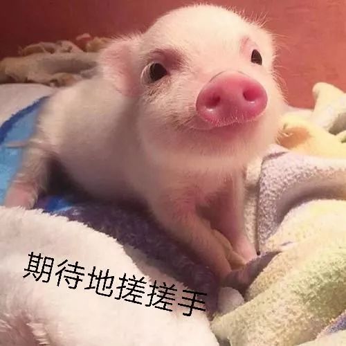 刘阿圆抱着猪的表情包小猪