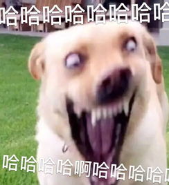 主人悄悄扔了些狗毛在阳台,拍到了偷毛贼行窃全过程