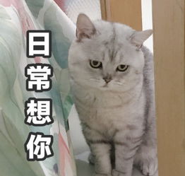 搞笑萌猫表情包悲伤有这么这么大腾讯网qq.com