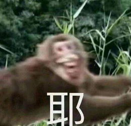 栅栏受损猴子逍遥怎么回事,栅栏受损猴子逍遥什么意思