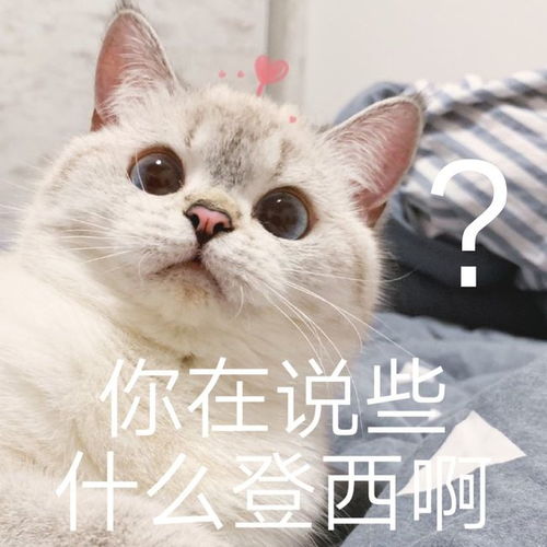 小猫咪凶巴巴表情包我不是你最爱的小猫咪了吗