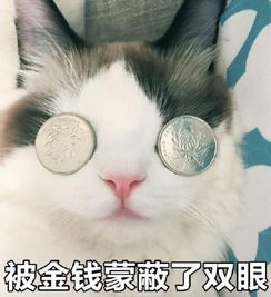 被金钱蒙蔽了双眼猫咪表情包