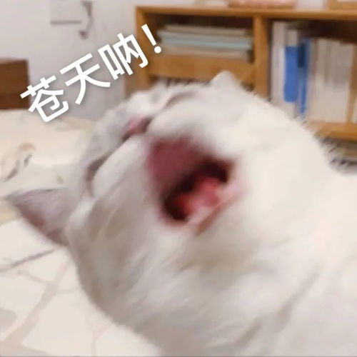 沙雕表情包狗都困了,你还不困
