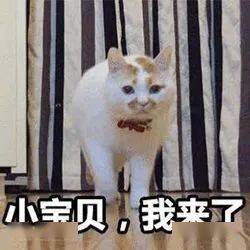 历史回顾网红猫咪楼楼表情包第七弹