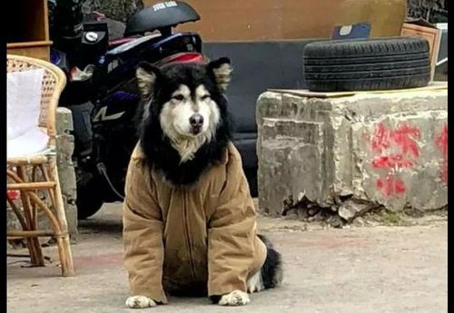 主人给阿拉斯加穿上了厚衣服,狗狗一脸的生无可恋我真的很热
