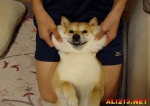 柴犬gif表情包捏它