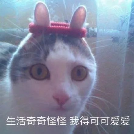 可爱动物表情包