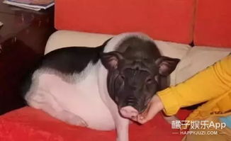 大半夜笑出猪声表情包小香猪