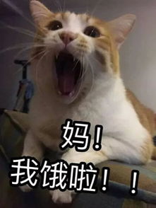 高萌预警一大波动物表情包即将侵入朋友圈
