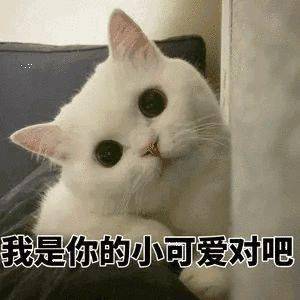 为养猫10岁女孩做ppt说服父母,网友快让她养