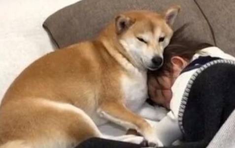 小柴犬超粘人,发现主人又养了只猫后,柴柴的表情亮了