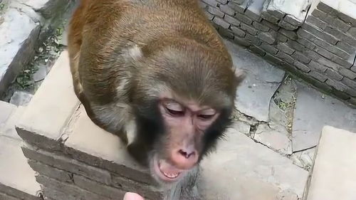 公园内一男子拿着水果戏耍猴子,没想到猴子的表情亮了,不愧是戏精