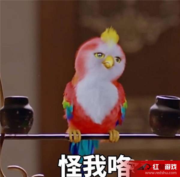 楚乔传鹦鹉是什么品种怎么来的楚乔传鹦鹉表情包盘点