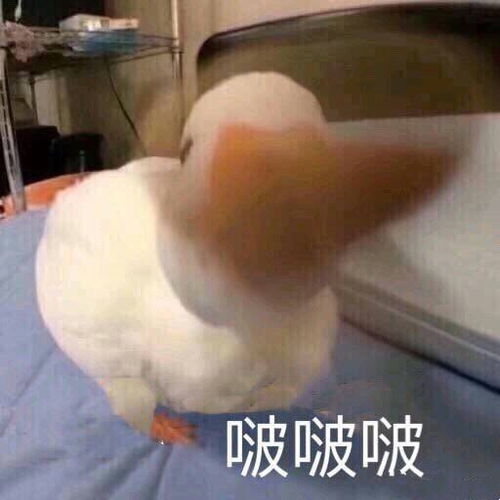 热门表情包拿图片一夜没睡,骗你是小兔