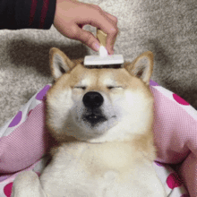 柴犬gif表情包哦,哈哈哈