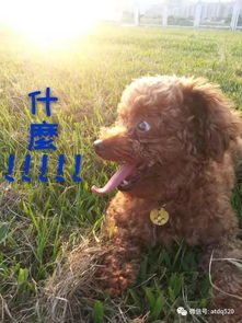 犍为去香港做验男女