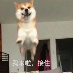 女神帅窝一脸潍境现场坚持看到小萝莉消失lamb请食