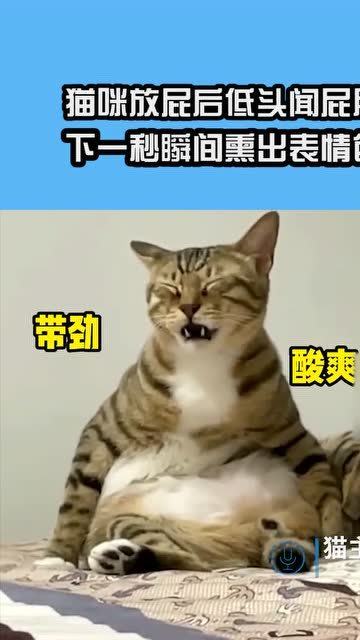 猫咪放屁后低头闻屁股,下一秒瞬间熏出表情包,画面承包我一年笑点