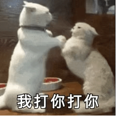 动图gif猫popo猫