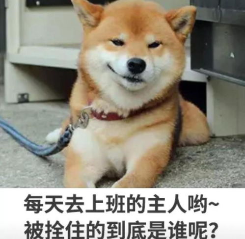 搞笑图片老婆喜欢玩手机,讨厌做家务,我该怎么办