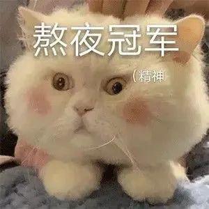 小动物可爱表情包熬夜冠军