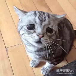 这只喵可以靠ta的表情得到一切