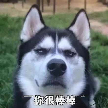 汪星人表情包第28期狗子我知道,我始终无法进入你的心