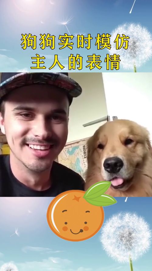 狗子模仿主人的表情,你别说还真挺像的