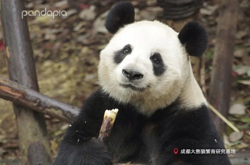 大熊猫耳朵炸毛是咋回事熊猫炸毛是因为什么原因