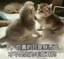 健身与太阳肩并肩的夏天,胖胖的我们何去何从