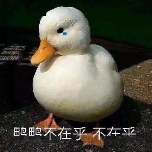 沙雕鸭鸭表情包
