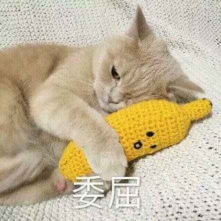男生用猫猫表情包猫猫