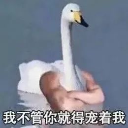门前大桥下游过一群鸭,大家快来数一数,周末开心鸭