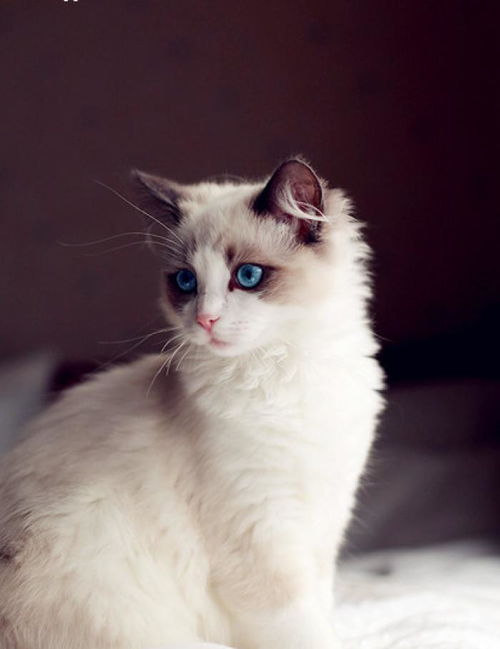 养猫的费用没有最经济,只有最合适