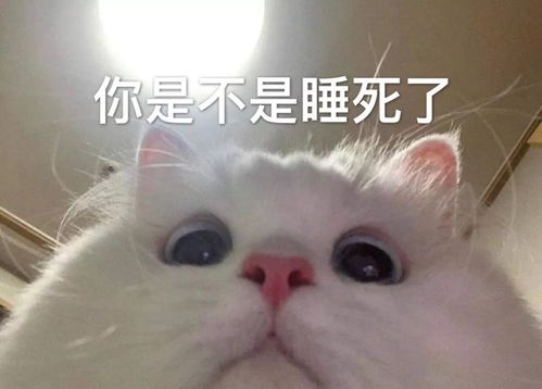 猫咪表情包如果我是一只咸鱼,那就让我快乐每一天
